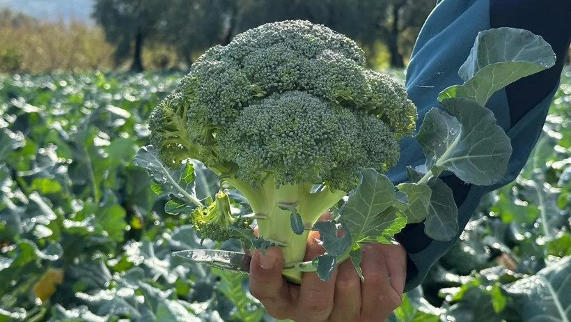 Tarlada 5, Pazarda 70 Lira! 14 Katlık Fiyat Farkı Çiftçiyi Üzdü - Resim : 1