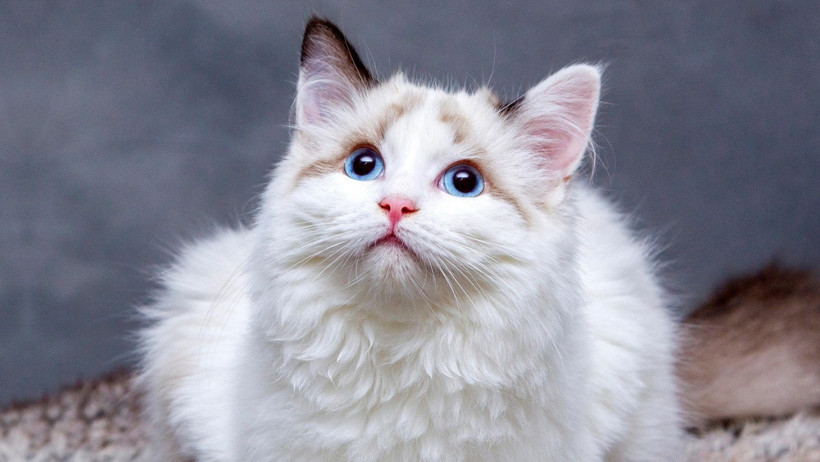 Kanserin Şifresi Kedilerde mi? İşte Çarpıcı Bulgular - Resim : 1