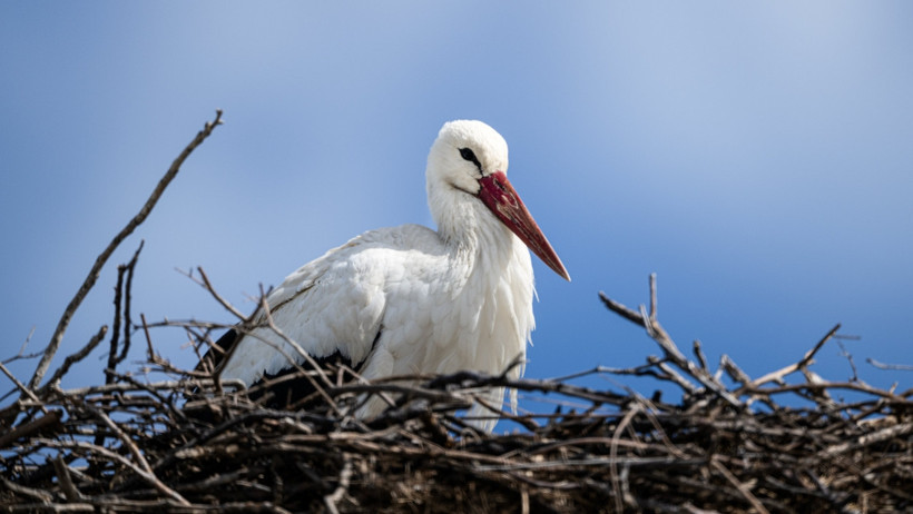 Yaren Leylek İçin Geri Sayım... Eşi Nazlı Önden Geldi - Resim : 1