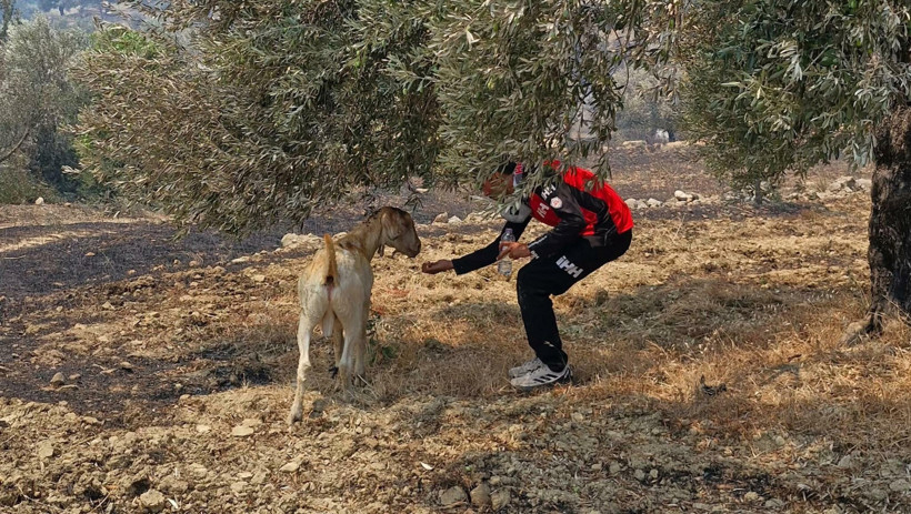 Alev Çemberi Genişliyor! 6 İlde Peş Peşe Orman Yangını - Resim : 20