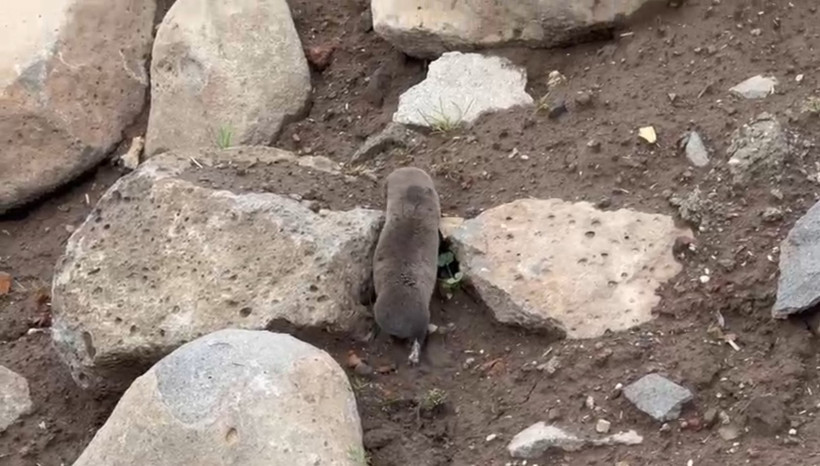 40 Yıllık Uzman Şaşkın! Derinlerin Bekçisi Diyarbakır'da Gün Yüzüne Çıktı: Sakın Zarar Vermeyin - Resim : 3