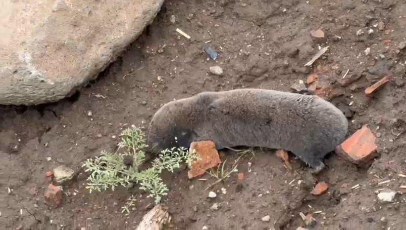 40 Yıllık Uzman Şaşkın! Derinlerin Bekçisi Diyarbakır'da Gün Yüzüne Çıktı: Sakın Zarar Vermeyin - Resim : 1