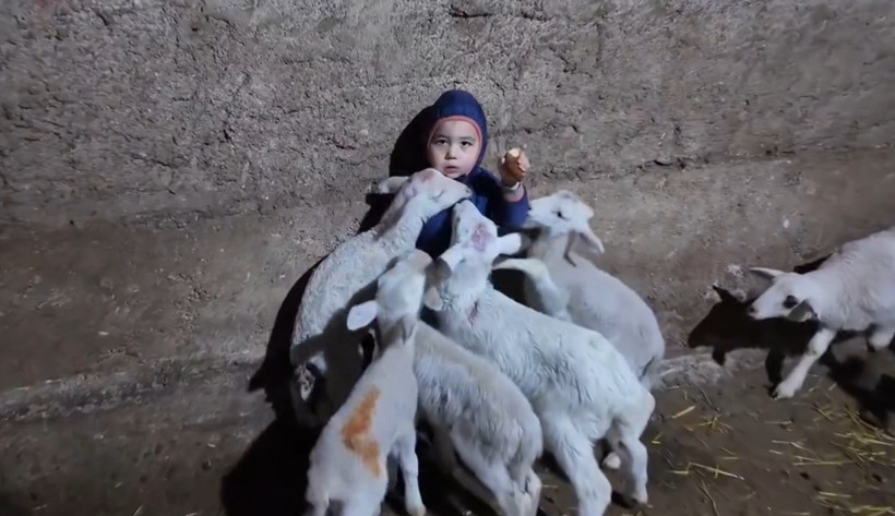 Kuzularla Oyunu Gülümsetti! “Beni Yiyorlar” Diyen Minik Yusuf Sosyal Medyayı Kahkahaya Boğdu - Resim : 1