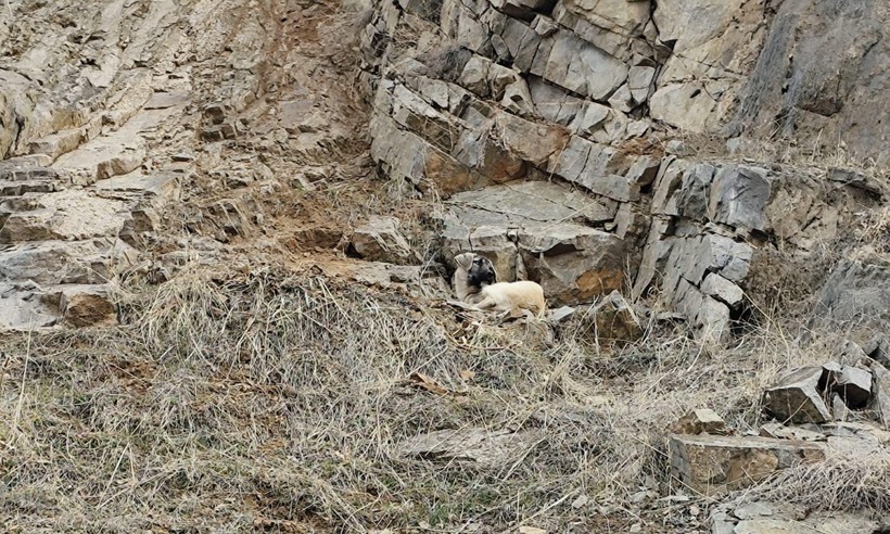 Mahsur Kalan Köpek Saatler Süren Çalışmayla Kurtarıldı - Resim : 1
