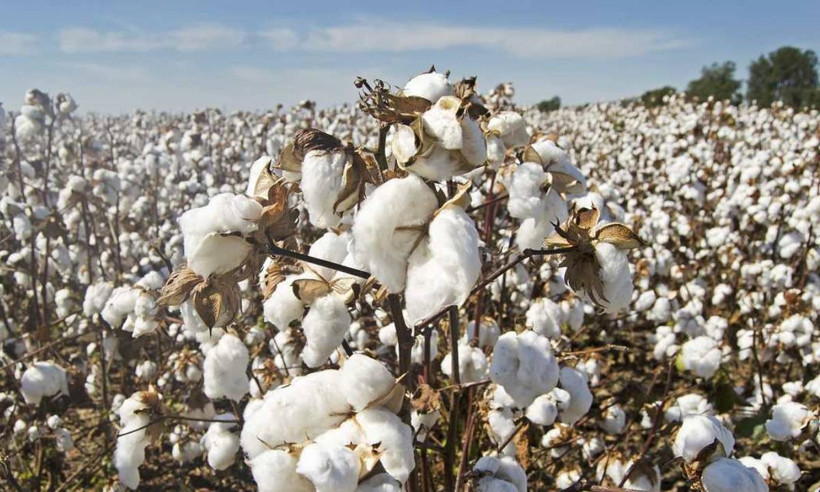 Pamuk Görünümlü Dolandırıcılık: Devletten 248 Milyon Lira Haksız Kazanç Sağladılar - Resim : 1