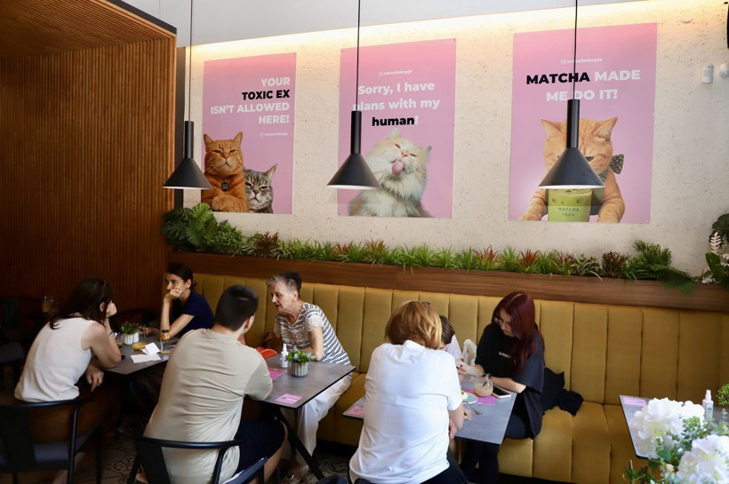 Bu Kafede Ev Sahibi Kediler: Kahve Kokusu ve Kedi Mırıltısı Bir Arada - Resim: 2