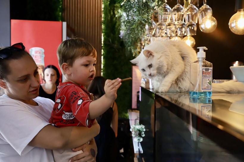 Bu Kafede Ev Sahibi Kediler: Kahve Kokusu ve Kedi Mırıltısı Bir Arada - Resim: 3