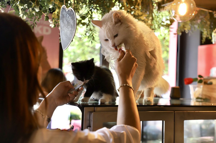 Bu Kafede Ev Sahibi Kediler: Kahve Kokusu ve Kedi Mırıltısı Bir Arada - Resim: 10