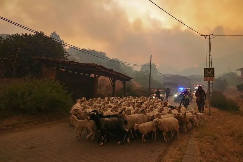 Ödemiş'te Kare Kare Çaresizlik... Hayvanlarını Önlerine Katıp Alevlerden Böyle Kaçtılar - Resim: 2