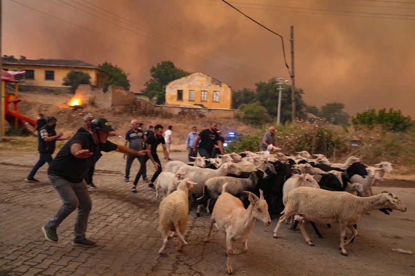Ödemiş'te Kare Kare Çaresizlik... Hayvanlarını Önlerine Katıp Alevlerden Böyle Kaçtılar - Resim: 9