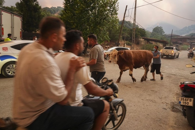 Ödemiş'te Kare Kare Çaresizlik... Hayvanlarını Önlerine Katıp Alevlerden Böyle Kaçtılar - Resim: 7