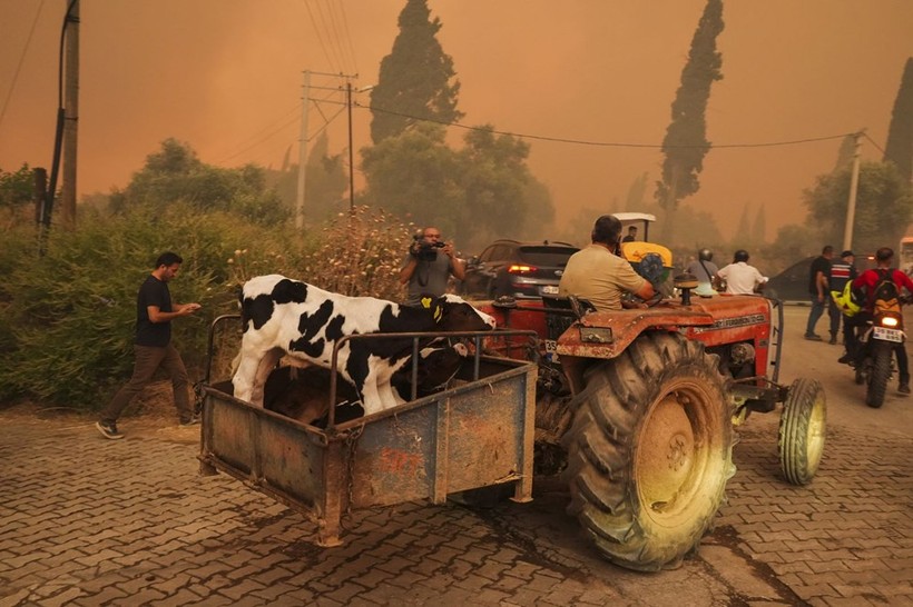 Ödemiş'te Kare Kare Çaresizlik... Hayvanlarını Önlerine Katıp Alevlerden Böyle Kaçtılar - Resim: 6