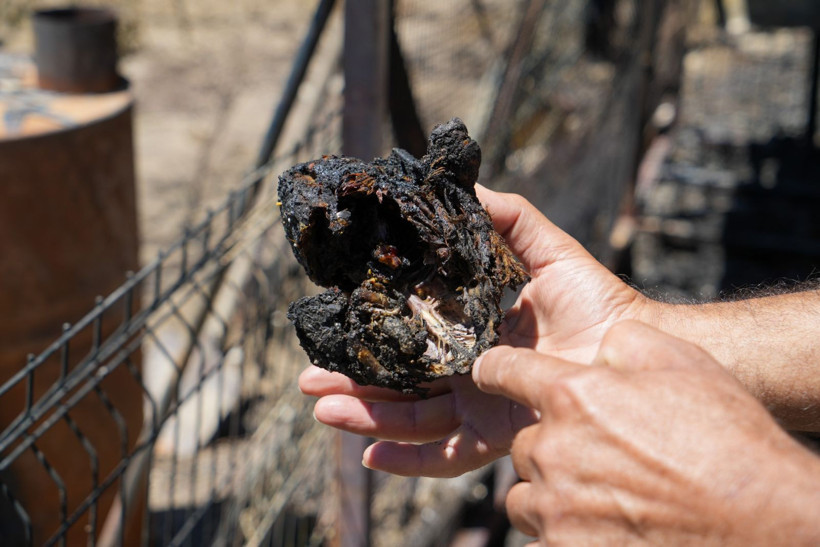 İzmir, Hatay, Bilecik… Türkiye’nin 'Yürek Yakan Kara'sı! Alevler Yuttu Geriye Gözyaşı Kaldı, İşte Yangının En Acı Fotoğrafları - Resim: 7