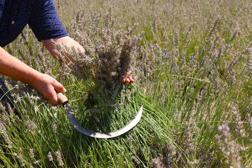 100 Kilodan 2 Litre Yağ Çıkıyor! Ücretsiz Topladılar, Hem Fotoğraf Çektirdiler Hem Kazandılar - Resim : 2
