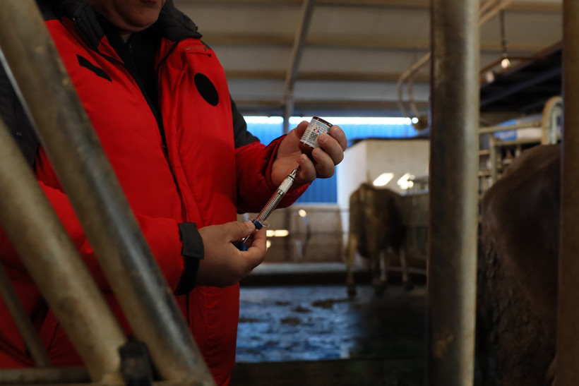 Muğla’da Şap Hastalığı İçin Yeni Adım! 1 Ayda 240 Bin Hayvan Aşılanacak - Resim : 1