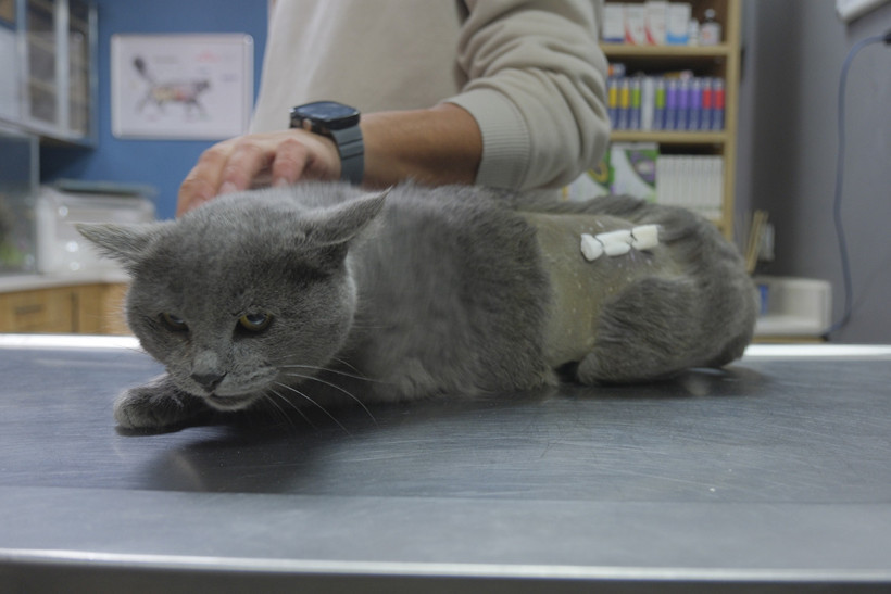 İştahsız Kedisini Veterinere Götürdü, Kalçasından Mermi Çıktı - Resim : 1
