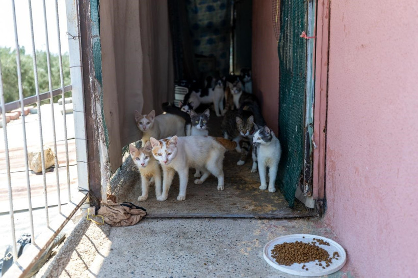 Mahallelinin Çöp Ev Sandığı Adresten Yaklaşık 100 Kedi Kurtarıldı! - Resim : 2