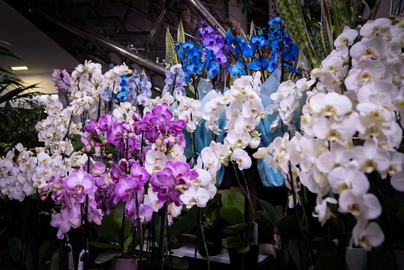 Ne Gül Ne de Papatya: İşte Sevgililer Günü'nün Yeni Gözdesi - Resim: 2