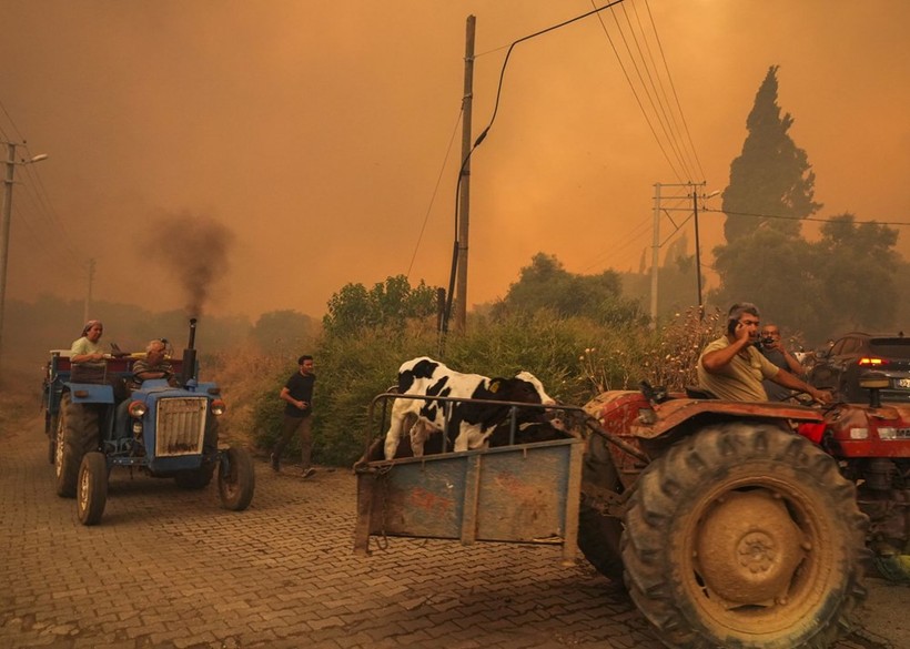 Ödemiş'te Kare Kare Çaresizlik... Hayvanlarını Önlerine Katıp Alevlerden Böyle Kaçtılar - Resim: 11