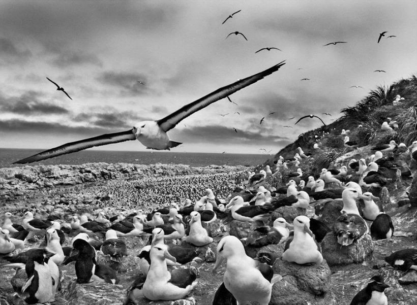 Dünyaca Ünlü Fotoğrafçı Sebastiao Salgado Hayata Veda Etti - Resim : 2