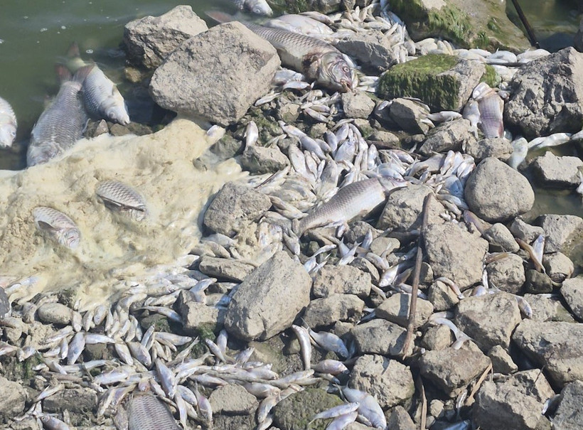 Kuş Cenneti, 'Balık Cehennemi'ne Döndü - Resim : 1