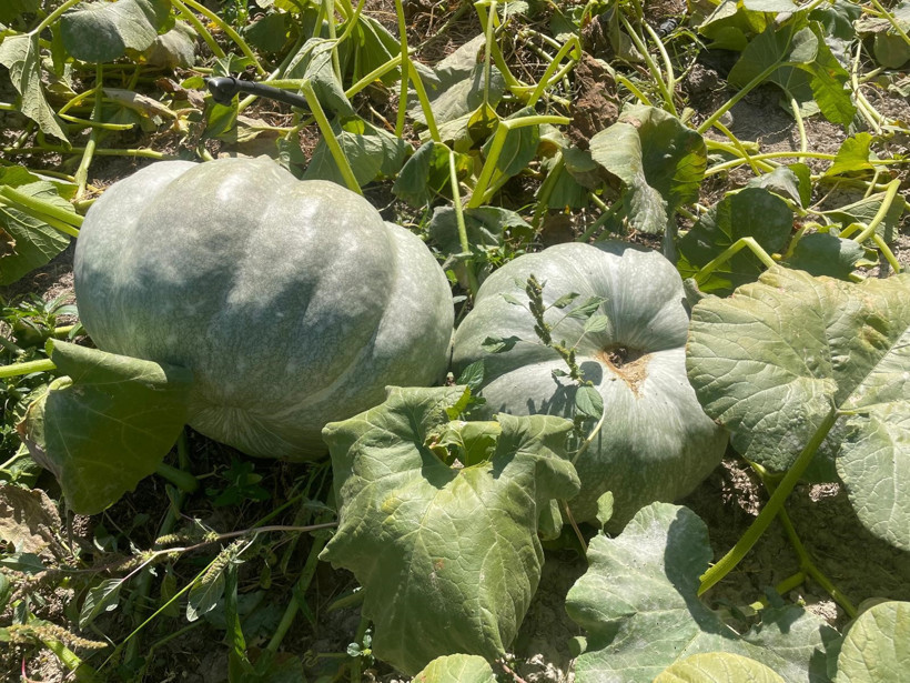 Hasada Giden Çiftçi Hayatının Şokunu Yaşadı! 2 Tane, 2 Tanesi de 40 Kilo - Resim : 2