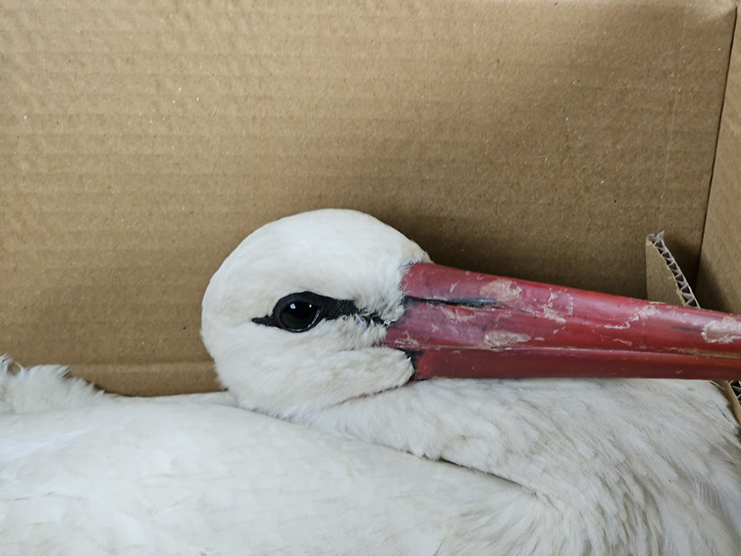 Afrika'dan Yola Çıkan Göç Yolundaki 2 Leylek Hatay'da Av Tüfeğiyle Vuruldu - Resim : 1