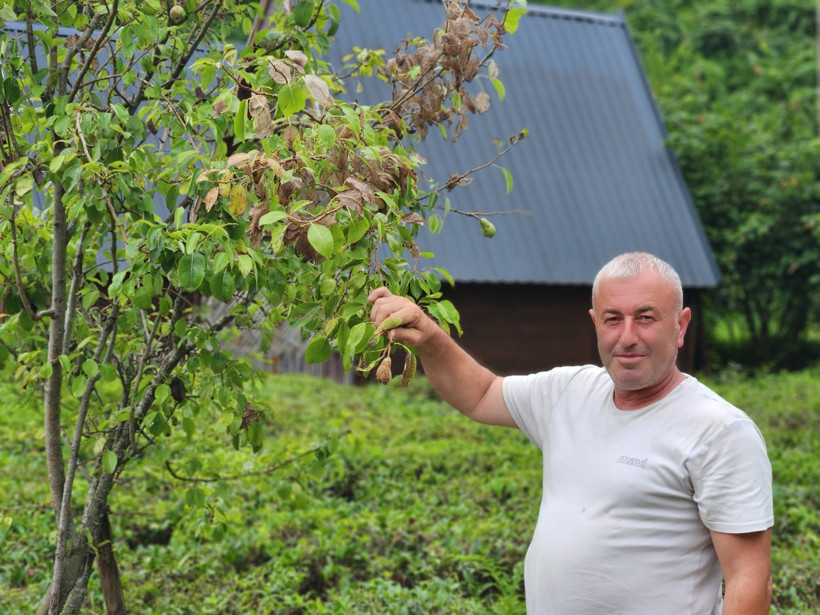 Karadeniz’de Yeni Tehlike: Her Geçen Gün Yayılıyor! Yapraklara Ağ Örüp Meyveleri Çürütüyor - Resim : 1
