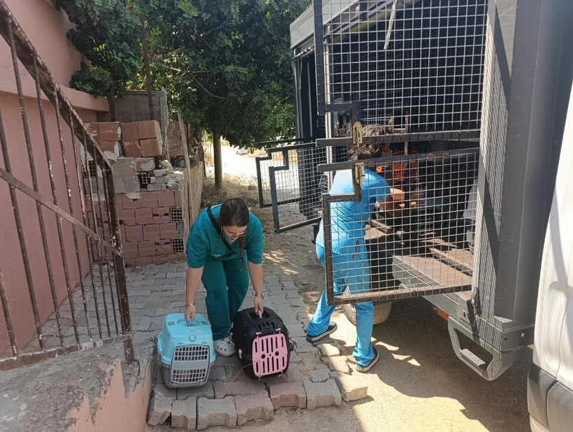 Mahallelinin Çöp Ev Sandığı Adresten Yaklaşık 100 Kedi Kurtarıldı! - Resim : 3