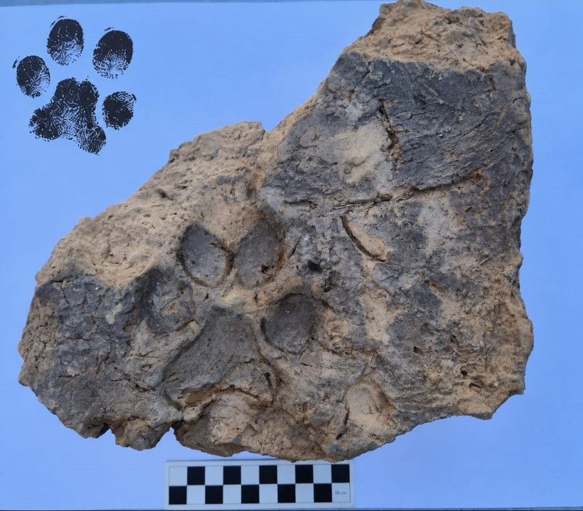 Tavşanlı Höyük’te Zamanı Durduran Keşif: 4 Bin Yıllık Pati İzi Gün Yüzüne Çıktı - Resim : 2