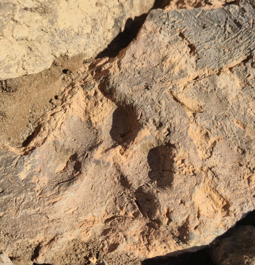 Tavşanlı Höyük’te Zamanı Durduran Keşif: 4 Bin Yıllık Pati İzi Gün Yüzüne Çıktı - Resim : 1