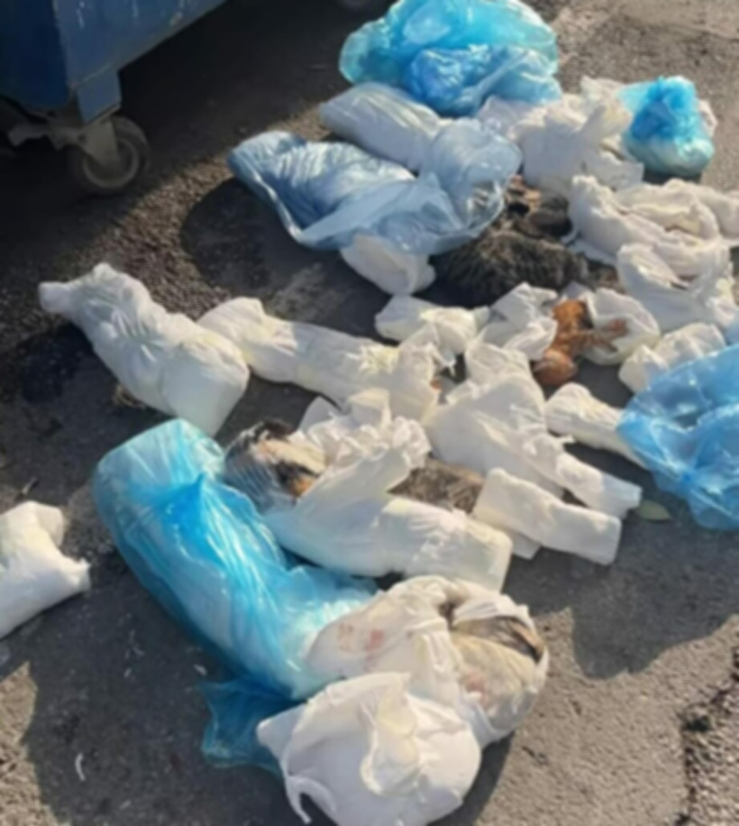 İzmir’de Kan Donduran Vahşet! 33 Kediyi Katledip Çöpe Attılar - Resim : 1