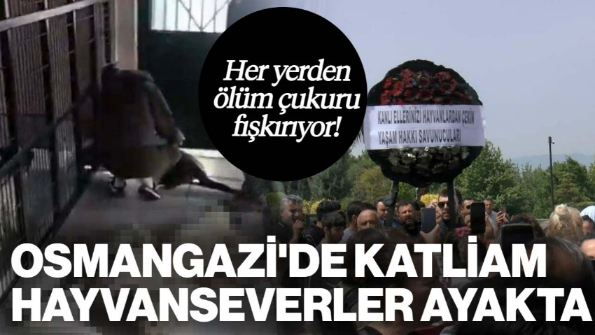 Osmangazi'de Büyük Katliam, Hayvanseverler Ayakta: 'Kanlı Ellerini Hayvanlardan Çekin'