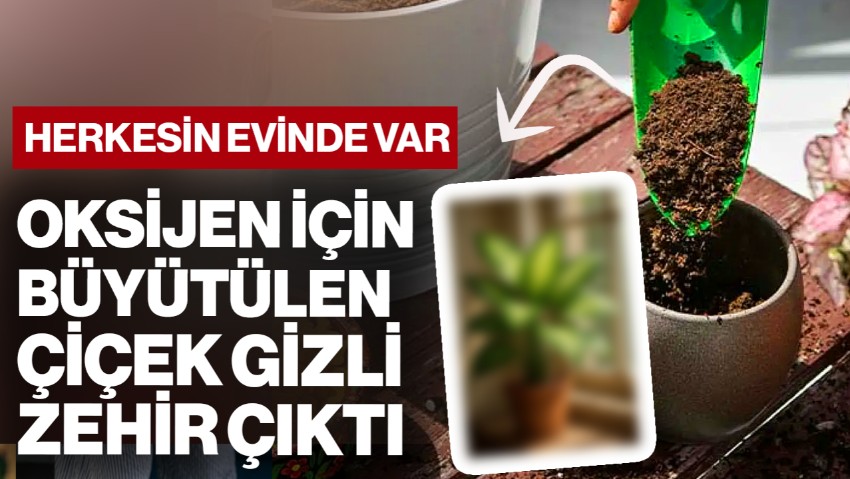 Herkesin Evinde Olan Çiçek 'Gizli Zehir' Çıktı! Meğer Yüzyıllık İşkence Yöntemiymiş