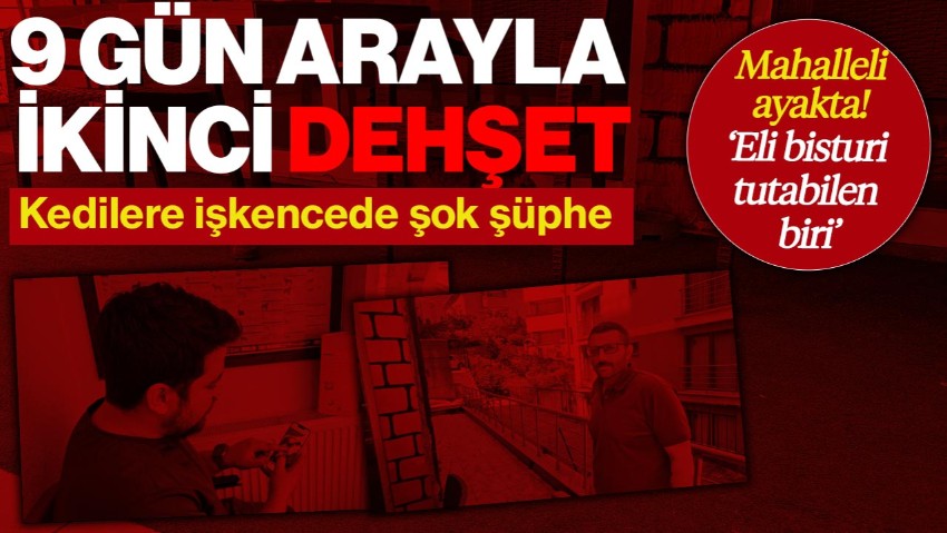 Zonguldak'ta 9 Gün Arayla İkinci Dehşet! Kedilere İşkence Mahalleliyi Ayağa Kaldırdı, ‘Eli Bisturi Tutabilen Biri’