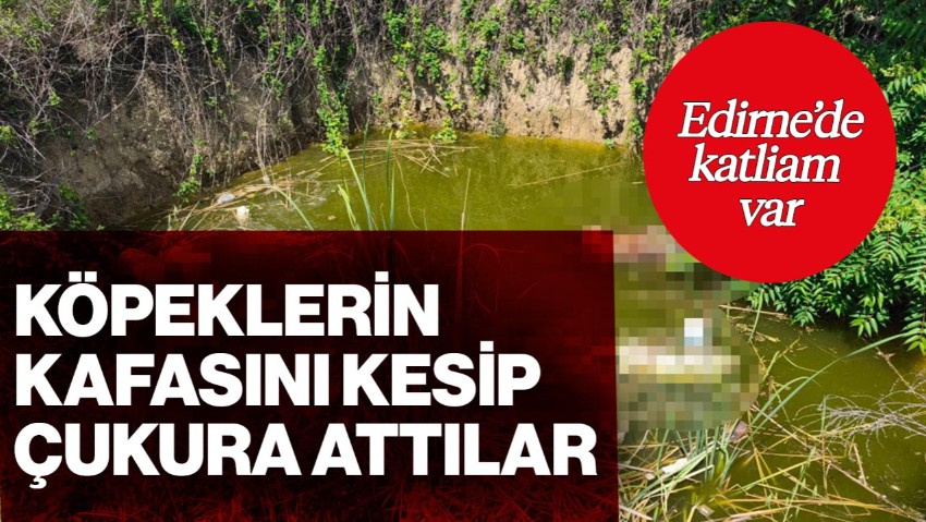 Bu Nasıl Vicdan! Vahşetin Adresi Bu Kez Edirne: Köpeklerin Kafasını Kesip Çukura Attılar