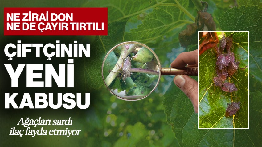 Çiftinin Yeni Kabusu! Ne Zirai Don Ne de Çayır Tırtılı… Ağaçları Sardı İlaç Fayda Etmiyor