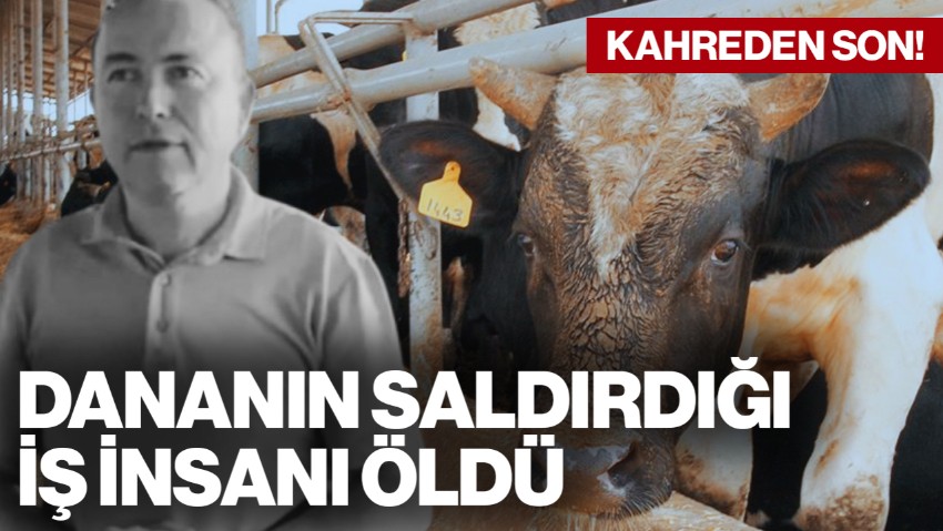 Manisa'da Dehşet! Fotoğraf Çekmek İstemişti... Dananın Saldırdığı İş İnsanı Öldü