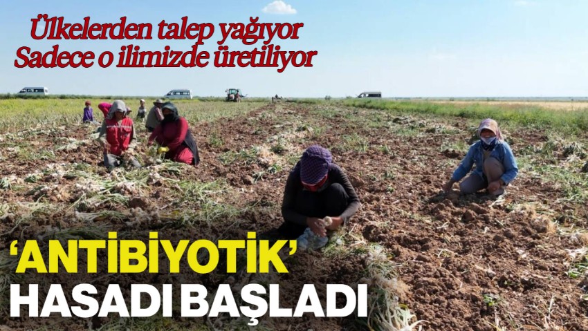 'Antibiyotik' Hasadı Başladı: Sadece Bir İlimizde Üretiliyor, Faydaları Saymakla Bitmiyor, Üç Ülkeye İhraç Ediliyor...