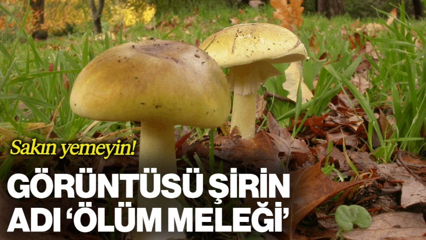 Görüntüsü Şirin, Adı 'Ölüm Meleği' Sakın Yemeyin!