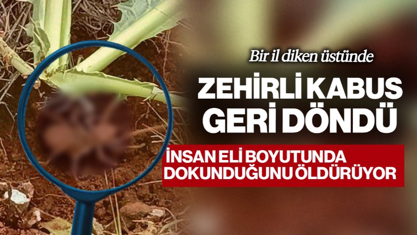 Bir İl Diken Üstünde! Zehirli Kabus Geri Döndü… İnsan Eli Boyutunda, Dokunduğunu Öldürüyor