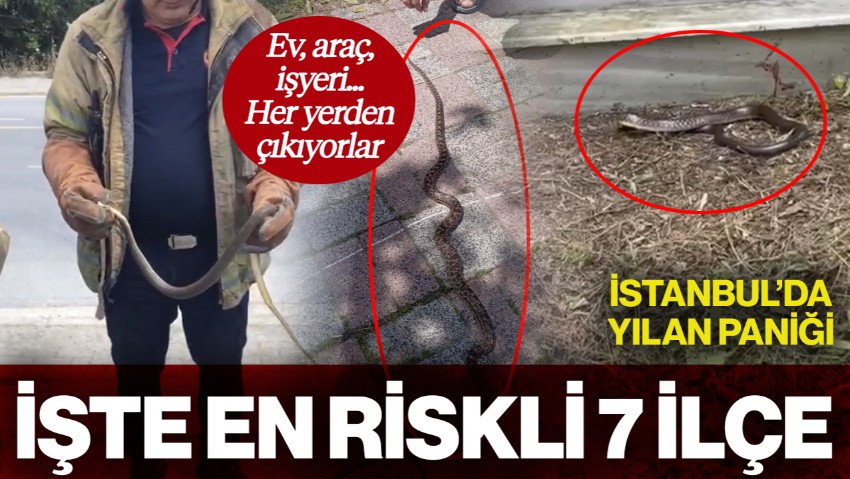 İstanbul'da Yılan Paniği! Her Yerden Çıkıyorlar: İşte En Riskli 7 İlçe...