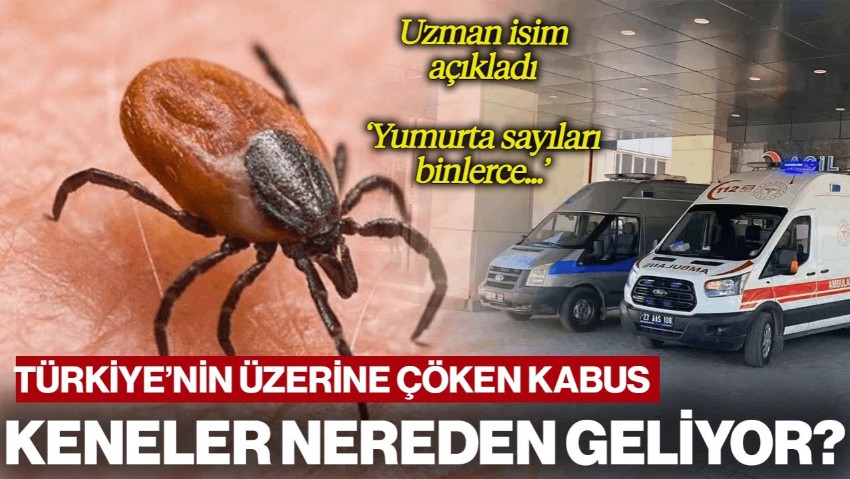 Keneler Nereden Geliyor? Uzman İsim Açıkladı, 'Yumurta Sayıları Binlerce...'