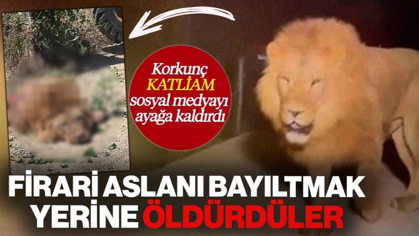 Korkunç Katliam Sosyal Medyayı Ayağa Kaldırdı! Firari Aslanı Bayıltmak Yerine Öldürdüler