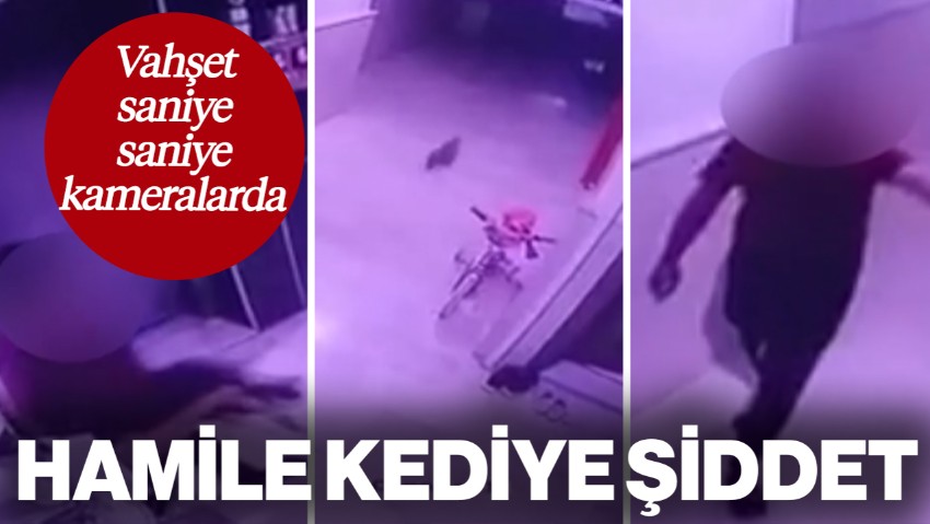 Sosyal Medya Ayakta: Konya'da Hamile Kediye Şiddet Kamerada