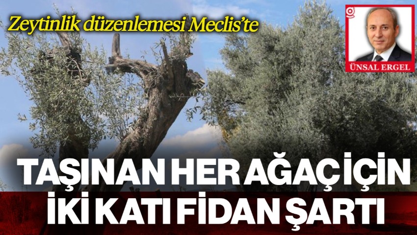 Zeytinlik Düzenlemesi Meclis’te: Taşınan Her Ağaç İçin İki Katı Fidan Şartı