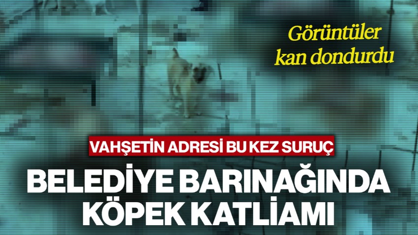 Vahşetin Adresi Bu Kez Suruç! Belediye Barınağında Köpek Katliamı: Görüntüler Kan Dondurdu