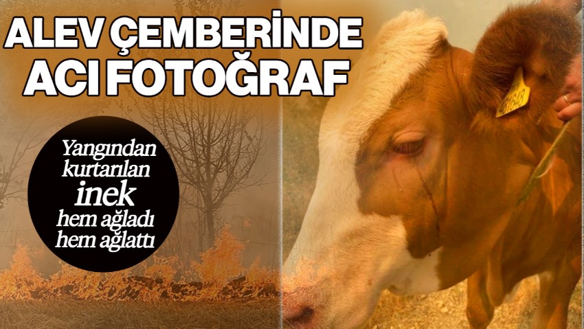 Alev Çemberinin En Acı Fotoğrafı! Yangından Kurtarılan İnek Hem Ağladı Hem Ağlattı