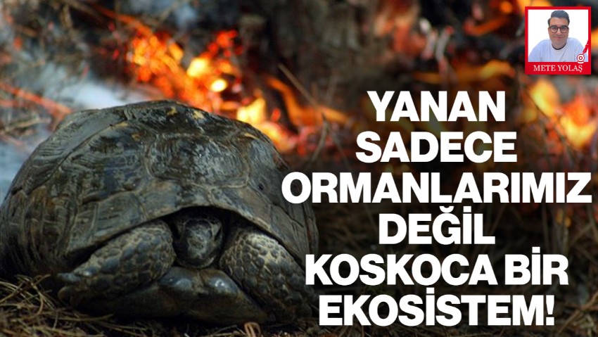 Orman Yangınları ve Ekosistem Tehdidi: Tarım, Su ve Gıda da Yanıyor