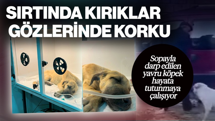 Sırtında Kırıklar, Gözlerinde Korku! Sivas’ta Sopayla Darp Edilen Yavru Köpek Hayata Tutunmaya Çalışıyor